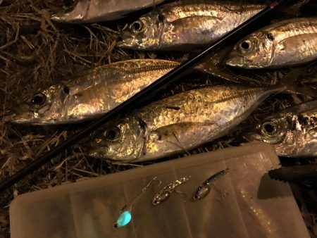 中アジ一本勝負